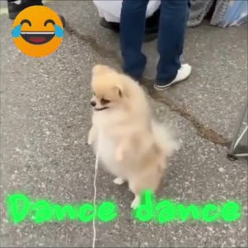 The Joys of a Cute Puppy #shorts