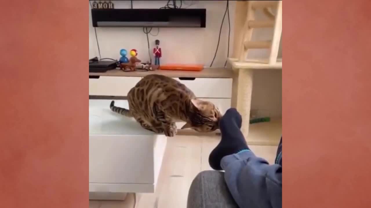 FUNNY CAT MEMES COMPILATION OF 2022