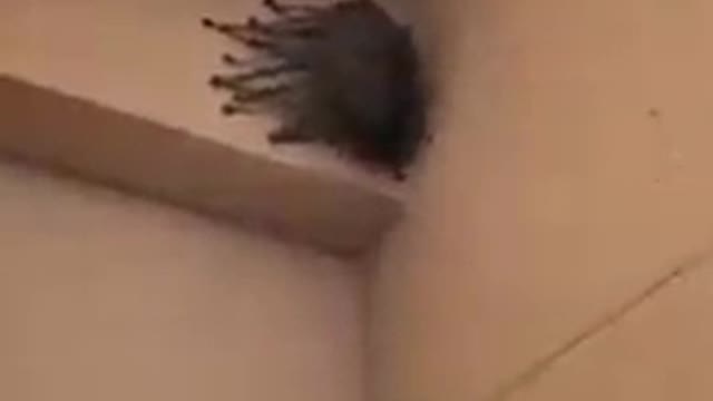 WHAT IN THE HOLY CRAP IS THIS!?