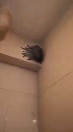 WHAT IN THE HOLY CRAP IS THIS!?