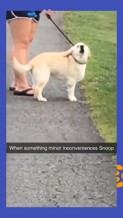 Funny animals videos. Watch till the end #shorts #tiktok #funnyvideos