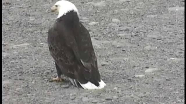 Jean Keen, the Eagle Lady