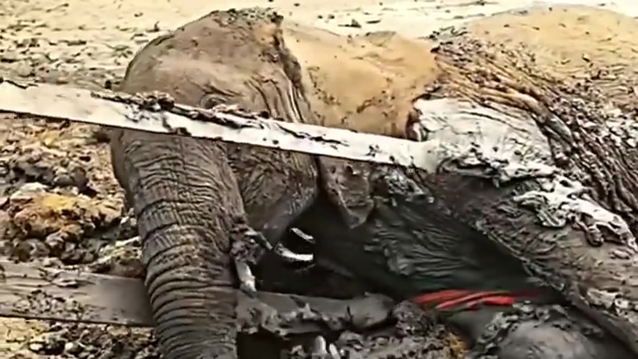 Team of Sigmas Save Elephant