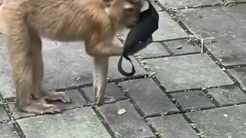 MONKEY USING MASK