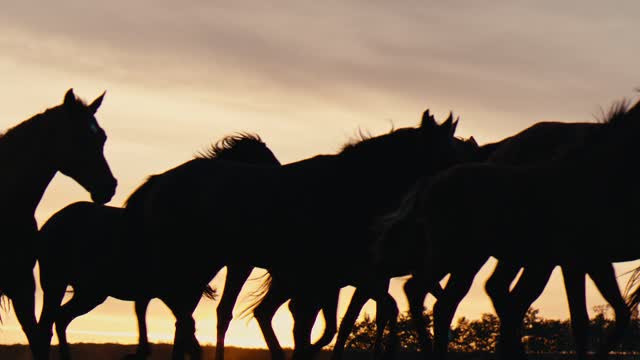 Are you traveling in Gunma Or galloping horses ？