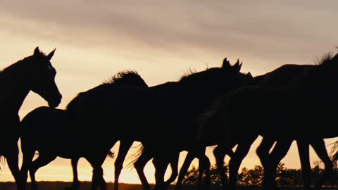 Are you traveling in Gunma Or galloping horses ？