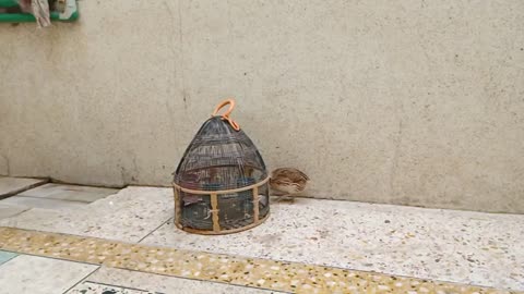 Japanese Quails