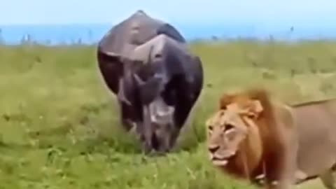 Lion fight