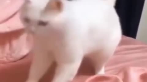 Gato dançando