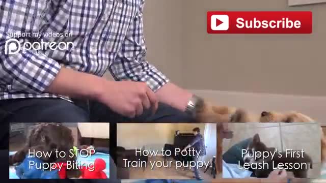 3 Easy things to teach your NEW PUPPY