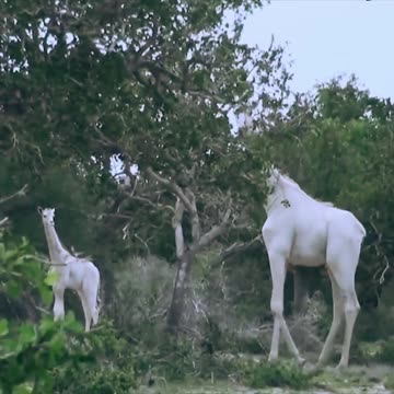 Girafa Albina - RARIDADE