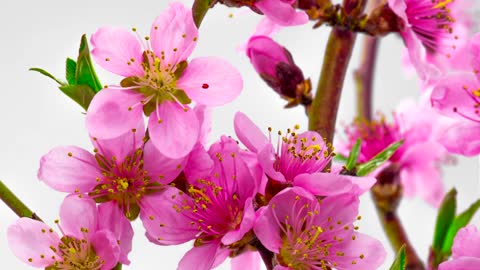 Pink cherry trees flowers opening