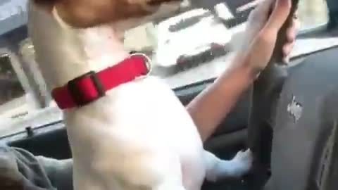 Dog drive car funny