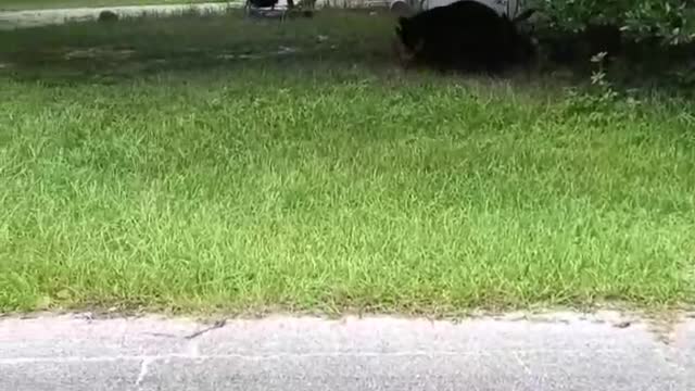 Bold Kitty Has Bear on the Run