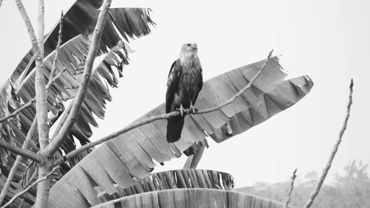 Eagle balck and white