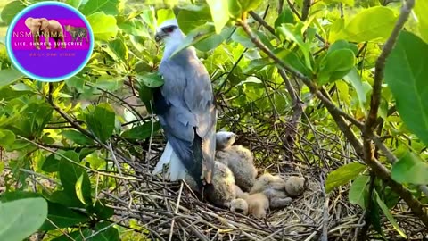 mother birds with baby birds