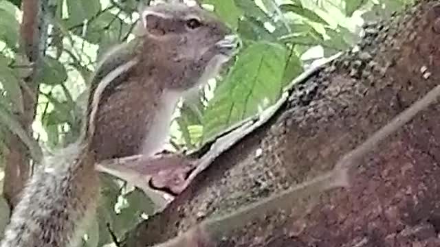 Very Hungry Squirrel