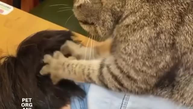 funny video cat kneading bread😂