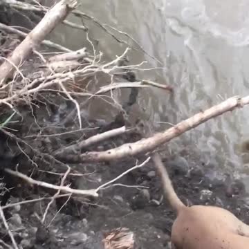 The Dog Fall in River, Then What Was Happened ? Dog rescued from fast-flowing river