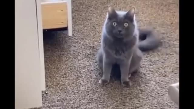 Funny cats