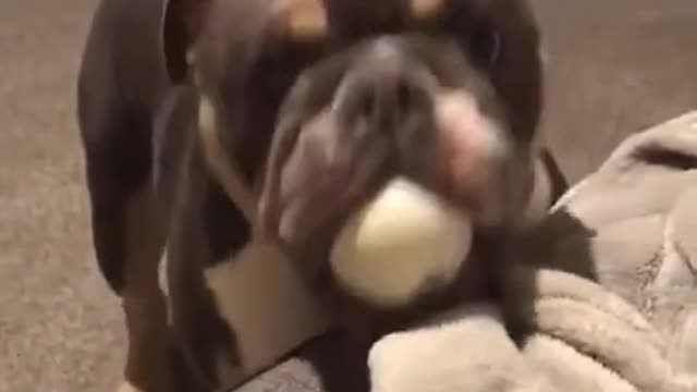 My dog doesn't bite