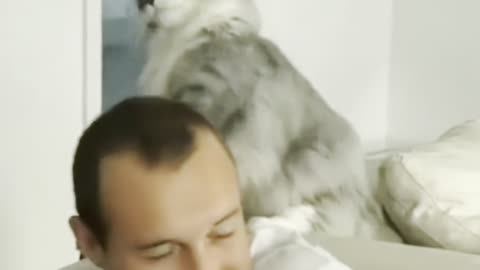 #funnycats #cats#funny #veryfunny