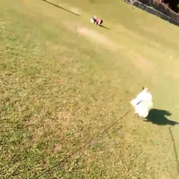 Puppie Wearing Cap Amercia Custom