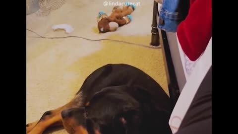 Hilarious compilation of dog's reactions to farts!!