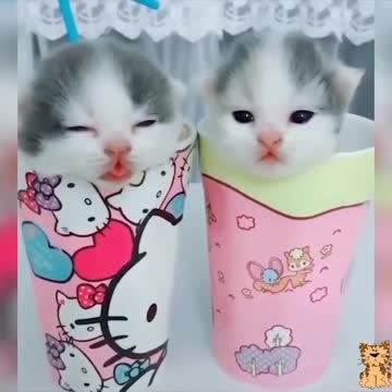 Cute Cat