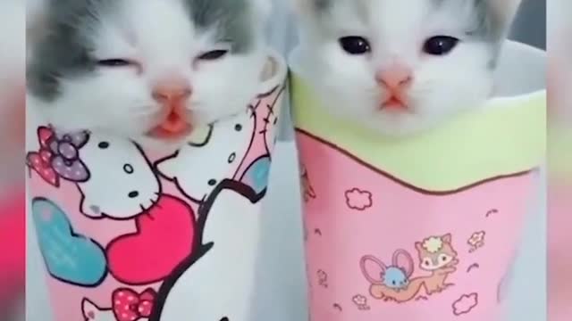 Cute Cat