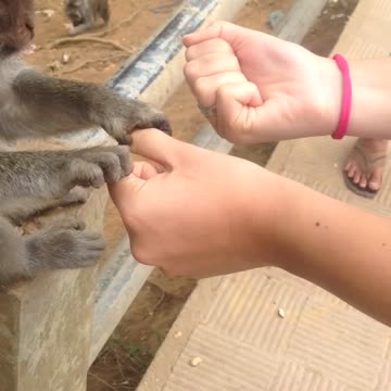 Monkey never guess???!!!