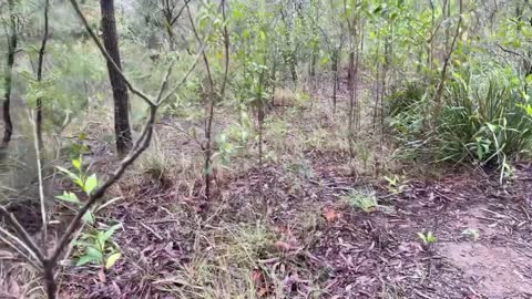 I Visit My Childhood Home On Currans Road in Cooranbong, NSW (11-28-21)