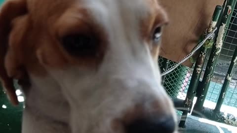 Hyper dog