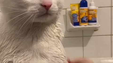 Funny Cat Bath Time 😆