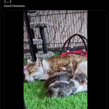 GOOD HUMAN by VK on X!