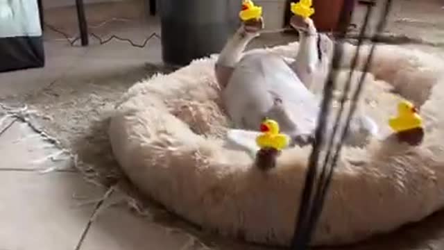 Ultimate Baby Dogs - Cute and Funny Dog Videos Compilation