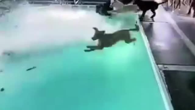 Funny Dogs playing with water. For animals lovers