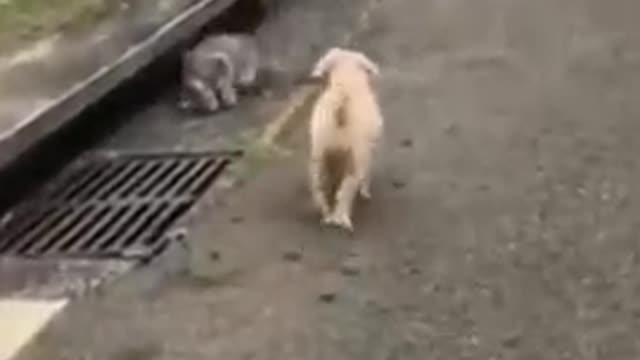 funny animal short video