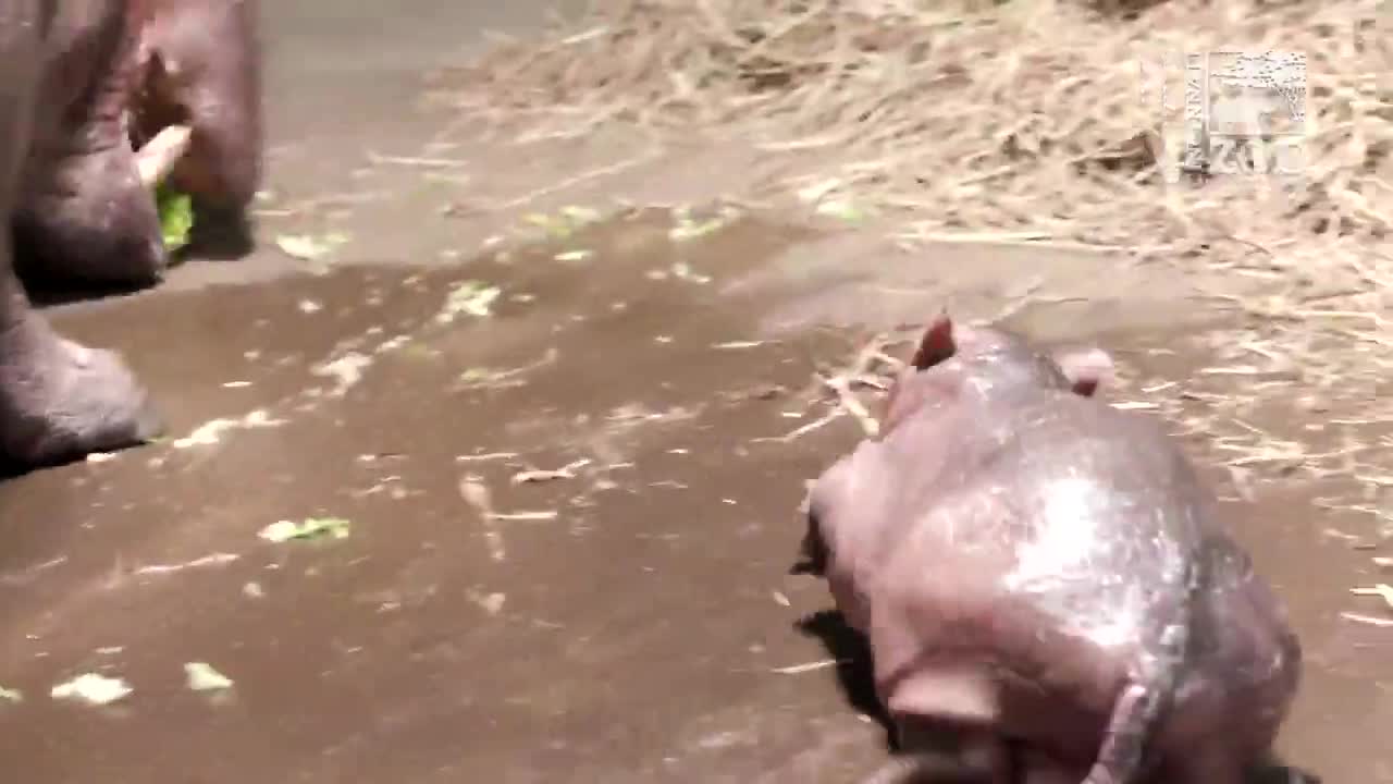 Cincinnati Zoo narrows baby hippo names down to two