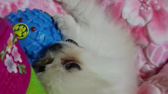 Dog playing alone