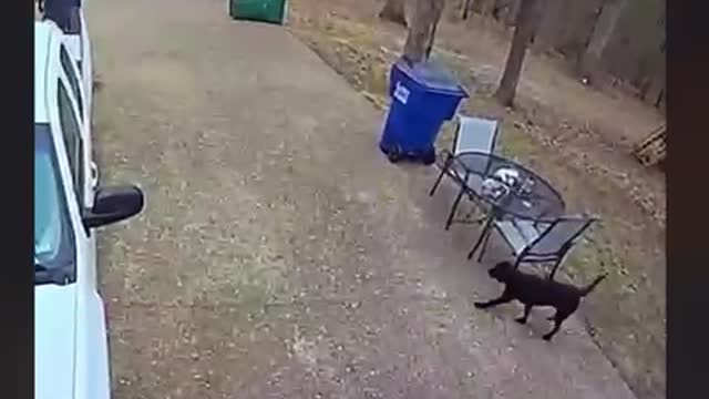 cat and dog messing around