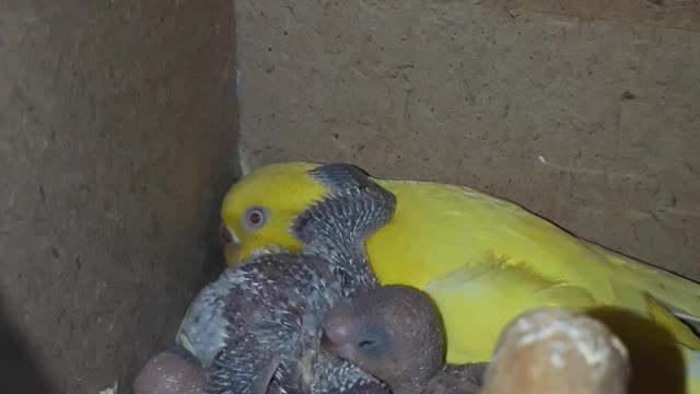 cute budgie is hugging his mum and siblings