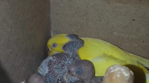 cute budgie is hugging his mum and siblings