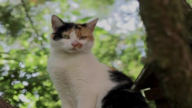cats with different styles, cute and adorable