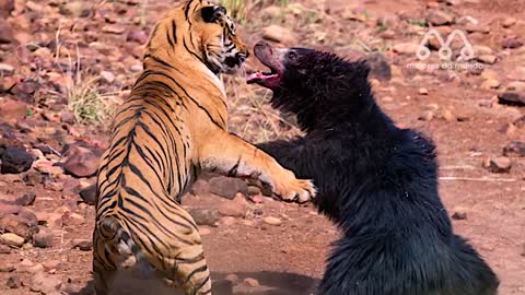 THE MOST AMAZING BATTLES OF WILD ANIMALS