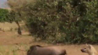 Hyena's Kill Young Wildebeest #shorts #hyenas #wildanimals