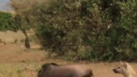 Hyena's Kill Young Wildebeest #shorts #hyenas #wildanimals