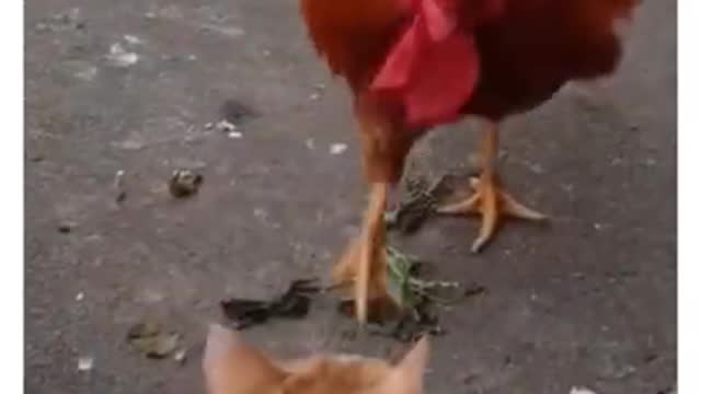 Cat Fight wit Chicken