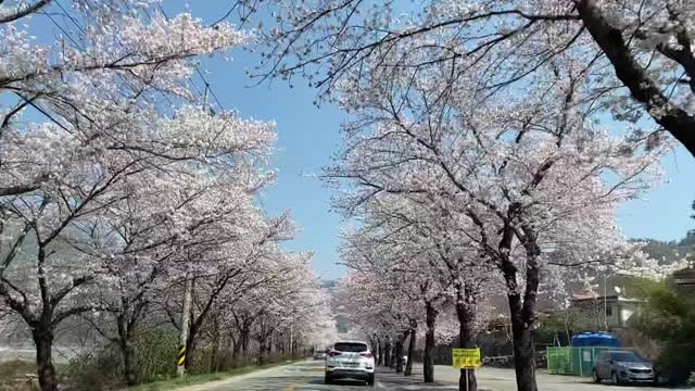 Korea's famous cherry blossom trees seen from the car
