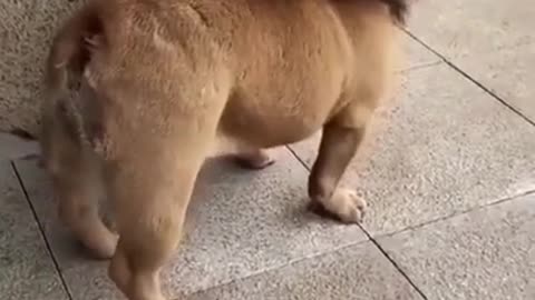 🤣Funny dog video🤣/#shorts.